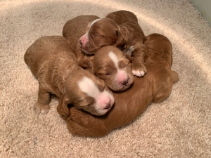 Dark Red F1 Cockapoo Puppies Available